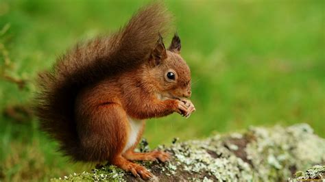 Squirrel Animal Cute Wallpapers Hd Desktop And Mobile