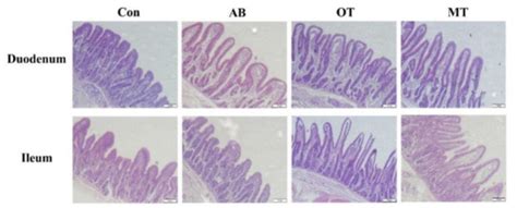 Animals | Free Full-Text | Effects of Dietary Supplementation with
