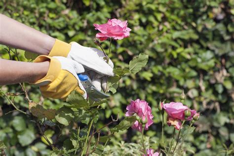 The Basics Of How To Prune Finicky Roses
