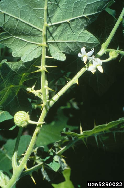 tropical soda apple solanum viarum solanales solanaceae 5290022