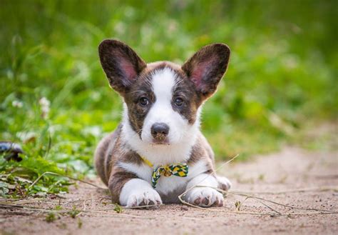 Why buy a corgi puppy for sale if you can adopt and save a life? Cardigan Welsh Corgi Puppies For Sale - AKC PuppyFinder