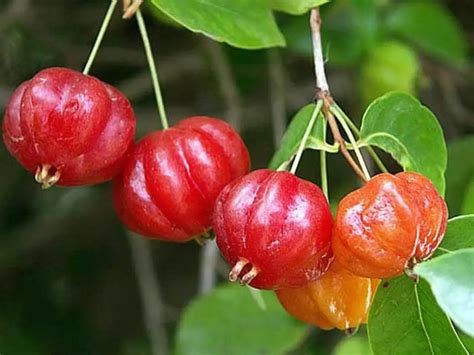How To Grow Brazilian Cherry Trees Plant Instructions