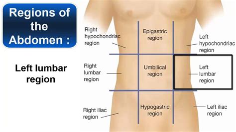 Anatomy quadrants & regions lära sig genom att spela. Abdominal Quadrants And Regions - Human Anatomy Body