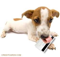 At iowa veterinary wellness center, we accept cash, checks, debit cards, credit cards and scratchpay, including visa, mastercard, discover, and dog vaccines. Good dog, bad bill: Veterinary care financing options - CreditCards.com