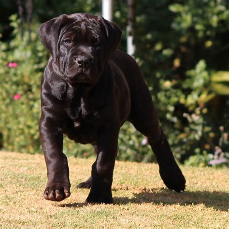 The great pyrenees rottweiler mix is a newer hybrid dog breed that may one day develop into a new purebred dog breed in its own right. Black Boerboels | African boerboel, Giant dog breeds ...