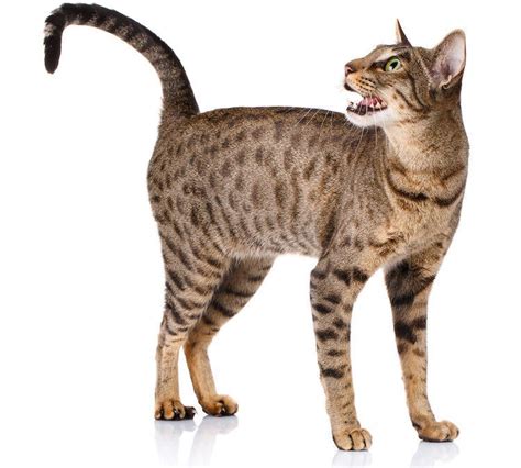 5 Things To Know About Ocicats Petful