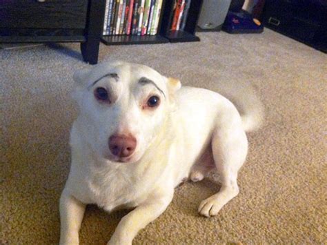 Dogs With Makeup Eyebrows 20 Pics