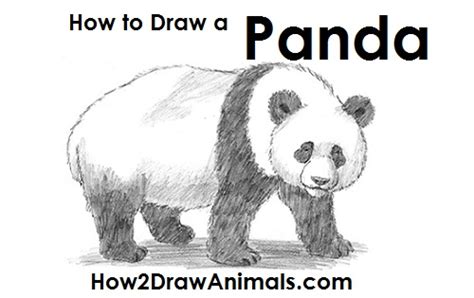 How To Draw A Panda