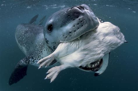 How Dangerous Is A Leopard Seal What Is The Most Dangerous Seal