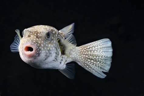 Pufferfish National Aquarium Waterblog