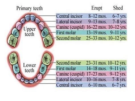 Its All In The Gums Momtastic Baby Teeth Kids Teeth Tooth Chart