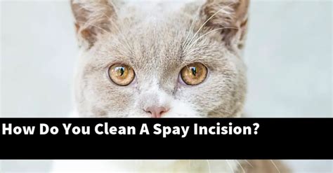 How Do You Clean A Spay Incision Explained
