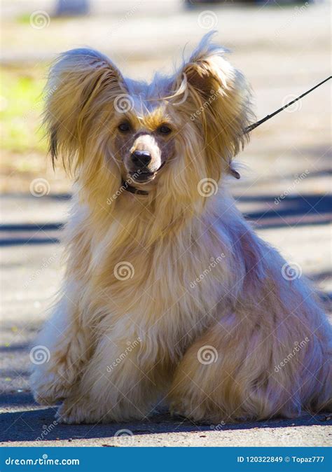 Chinese Crested Dog Breed Stock Image Image Of Cute 120322849