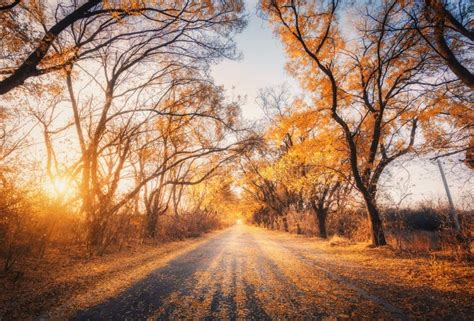 Autumn Forest With Country Road At Sunset Trees In Fall Stock Photo