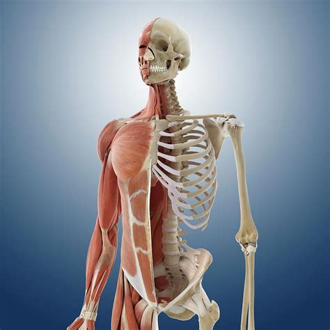 Anatomy Of The Torso Photograph By Springer Medizinscience Photo Library