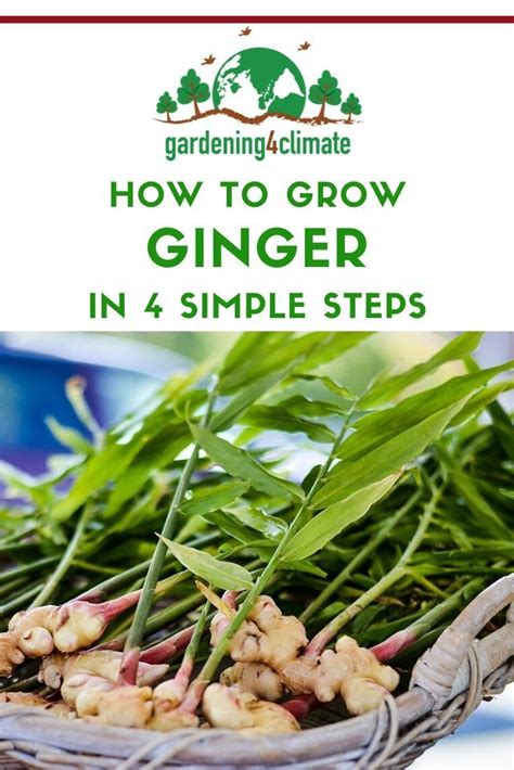 How To Grow Ginger In 4 Easy Steps In 2020 Growing Ginger Growing Ginger Indoors Herbs Indoors