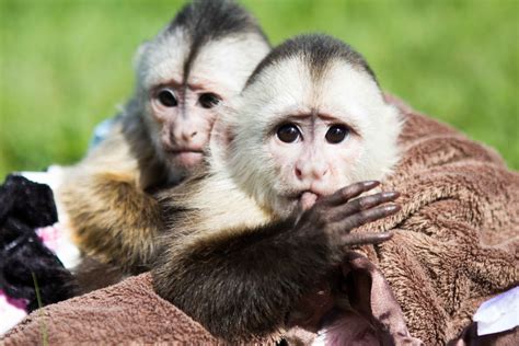 Cinnamon Capuchin Monkey Profile Facts Traits Primates Park