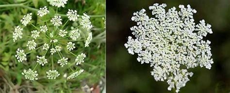 How To Tell The Difference Between The Healing Queen Annes Lace And