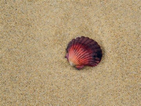 Red Sea Shell Stock Photo Image Of Single Details Background 6242320