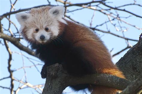 First Look At Adorable Baby Red Panda Born At The Detroit Zoo