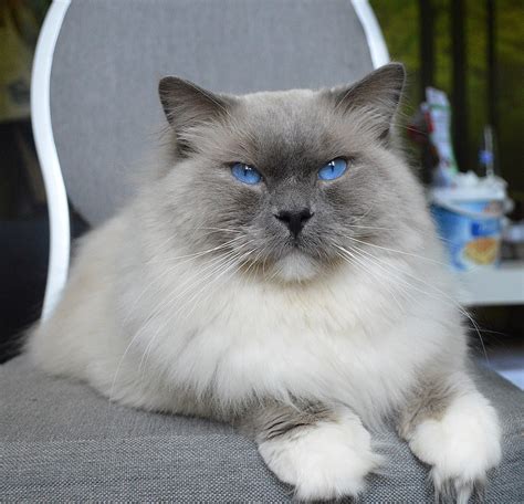 Blue Ragdoll Kittens