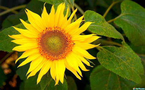 Sunflower wallpaper, sunflower, sunflowers wallpaper, sun flower, sunflower wallpapers, wallpaper sunflower, sunflower wallpaper hd, hd sunflower wallpaper, sunflowers. Yellow Sunflower Wallpapers Download | HD Wallpapers