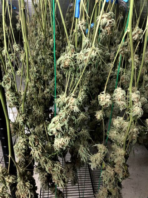 Know Your Grower Sky High Gardens — Hashtag Cannabis