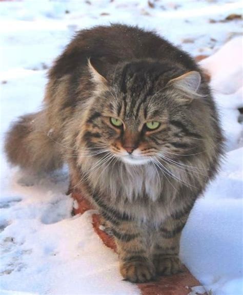 Pin By Ruthie Krantz On Kitties Siberian Forest Cat Siberian Cat