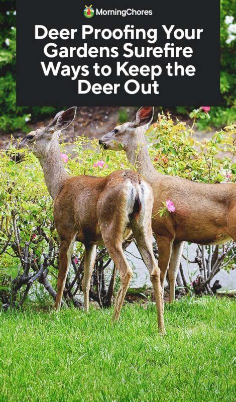 Deer Proofing Your Gardens Surefire Ways To Keep The Deer Out