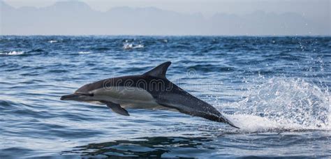 Dolphins Jump Out At High Speed Out Of The Water South Africa False