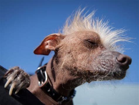 Worlds Ugliest Dog Of 2016 Is A Blind Chihuahuachinese Crested Mix
