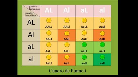 Tercera Ley De Mendel O Ley De La Independencia De Los Caracteres Youtube