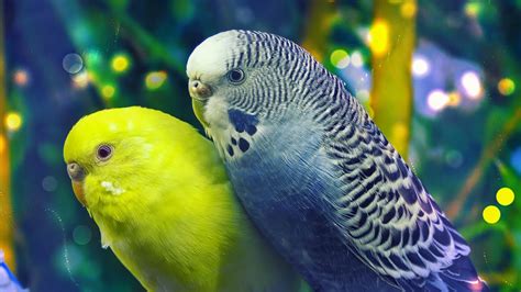 Beautiful Budgies Singing In Pet Store Parakeet Sounds For Hour Youtube