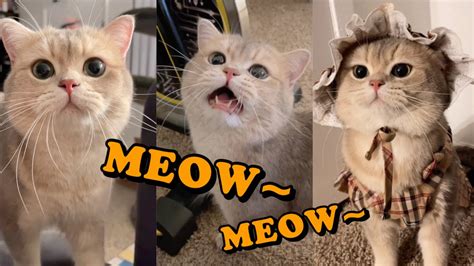 Cute Cat Cashs Meow Talk Compilation 01 Meowcash Youtube