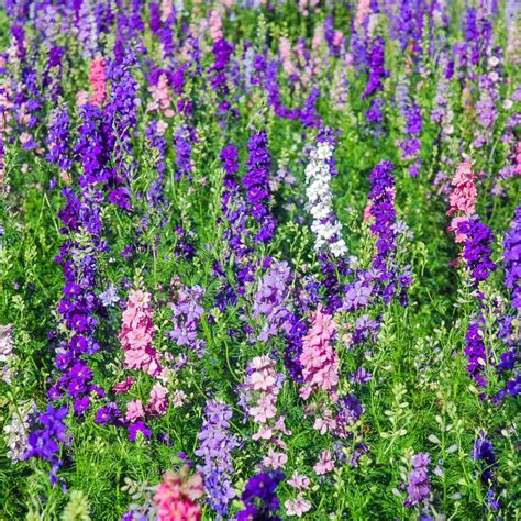 Larkspur Seeds Delphinium Consolida Rocket Larkspur Wildflower Seed