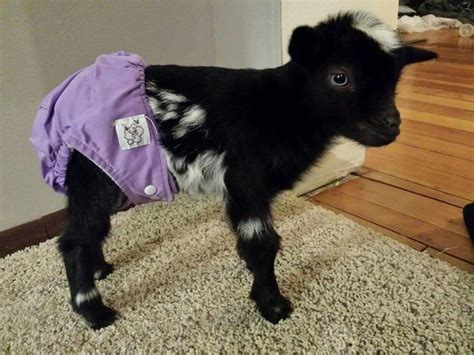 Baby Nigerian Dwarf Goat In A Diaper Cute Animals Baby Animals