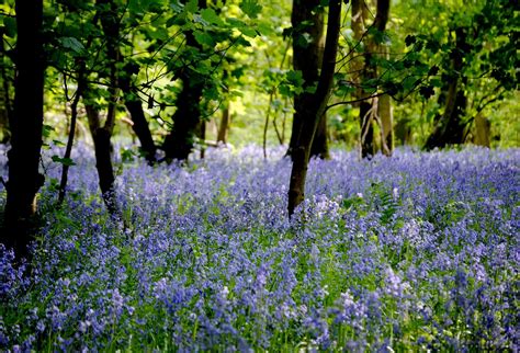 Dsc1218 Bluebells English Bluebells Flower Field