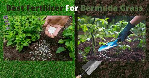 6 Best Fertilizer For Bermuda Grass When How Where To Spread The