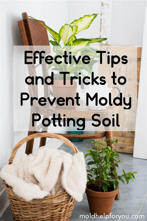 Inspect the bulb periodically for mold or mildew. How To Prevent and Remove Mold In Houseplant Soil | Mold ...