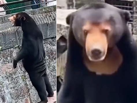 China Zoo Forced To Deny Some Of Its Bears Are Humans In Costume