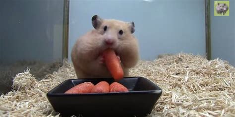 Hamster Stuffs Five Baby Carrots Into Its Mouth Video