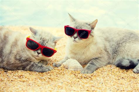 Two Cats Wearing Sunglasses Relaxing Beach — Stock Photo © Vvvita