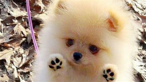 Puppy Small Cutest Pomeranian Puppy Small Cutest Cute Dogs Puppy Cute Dog