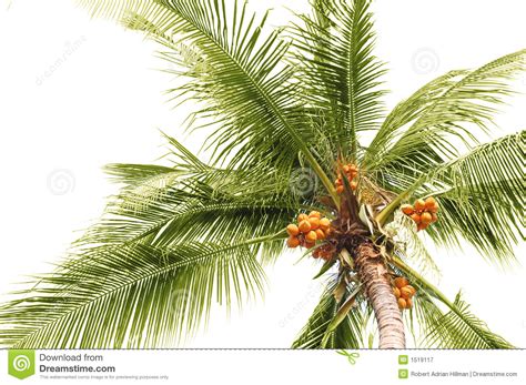 Palm Coconuts Stock Image Image Of Delicate Tree Tropical 1519117