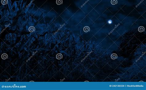 Corn Field And Path In The Moonlight Stock Footage Video Of Kellogs
