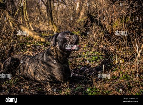 79 Cane Corso Black Mastiff Dog L2sanpiero