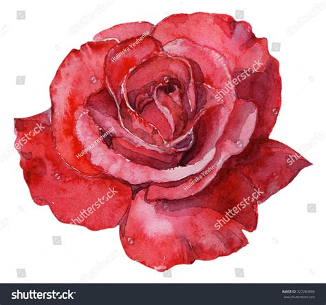 Beautiful Red Rose Watercolor Handpainted Isolated Stock Illustration