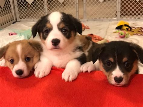 We do not have any puppies available currently. Corgi Puppies For Sale | Saint Paul, MN #181595 | Petzlover