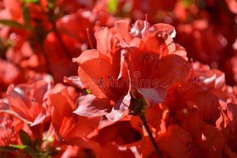 Beautiful Pink Rhododendron Flowers Blooming In Early Spring At Lake