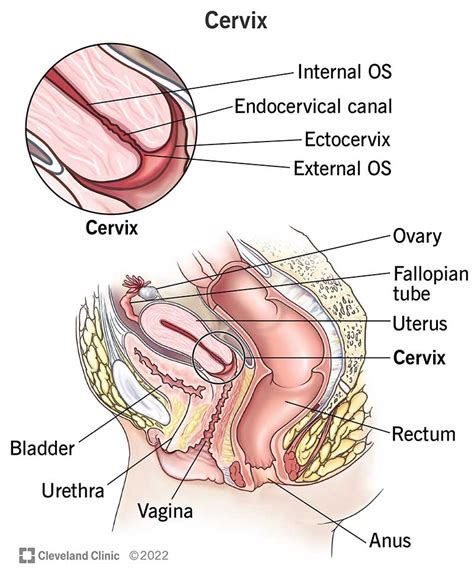 The Cervix Structure Function Vascular Supply Teachmeanatomy Atelier Yuwaciaojp